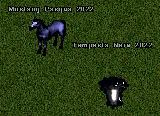 Pasqua22.jpg